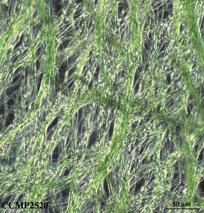 CCMP2520 | NCMA at Bigelow Laboratory